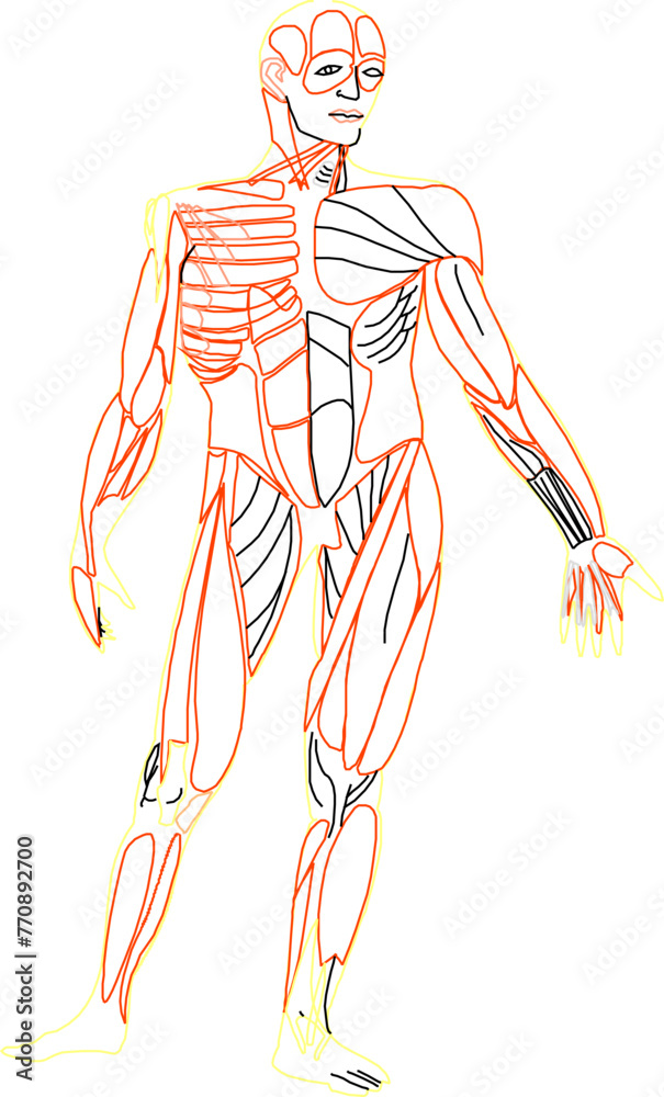 Adobe Illustrator Artwork Sketch vector illustration of human anatomy design for school lessons