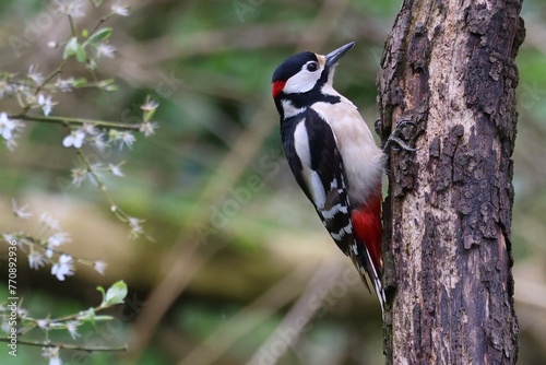 Greater Spotted Woodpecker 