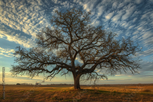 A large tree stands in a field with a cloudy sky in the background