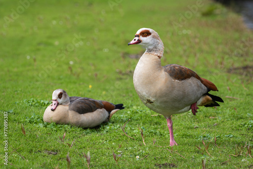 An adult male Nile or Egyptian goose (Alopochen aegyptiaca) stands next to a female