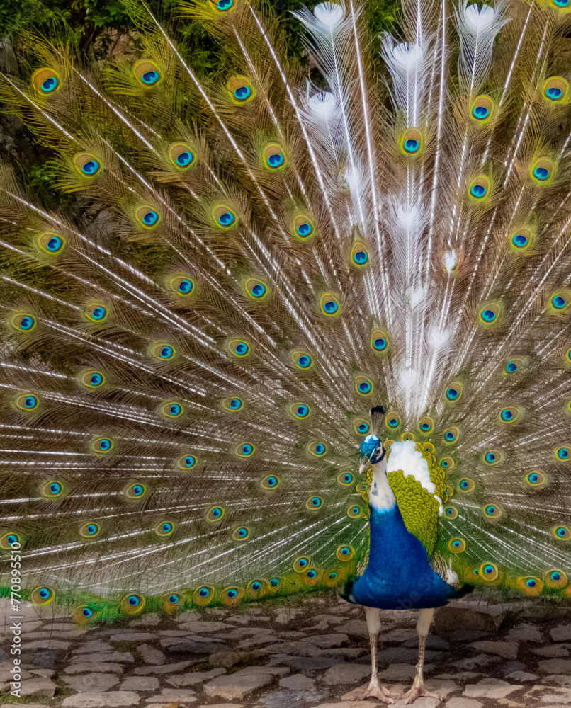 Naklejka premium peacock with feathers out