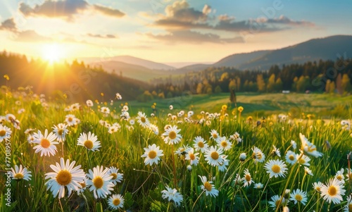Beautiful spring landscape with a blooming meadow, daisies and green grass in the foreground. view of beautiful nature at sunrise or sunset. A panorama of a valley, hills and forest in the background © Divine123victory