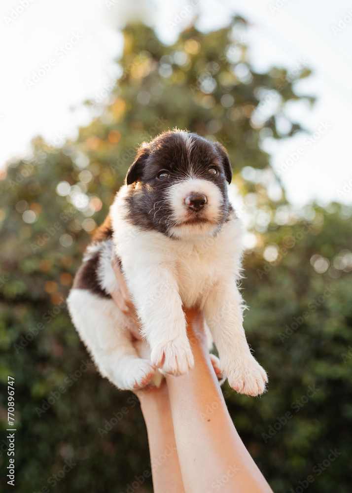 black and white puppy black and white puppy