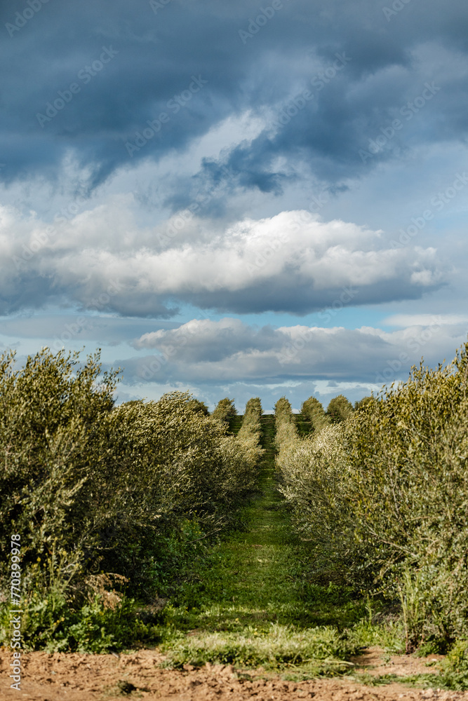 Fototapeta premium Intensive olive plantation for the production of extra virgin olive oil and business creation, cultivation with European Union support