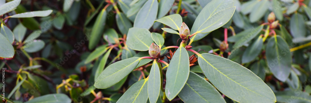 Obraz premium Tropical greenery with vibrant rhododendron buds.