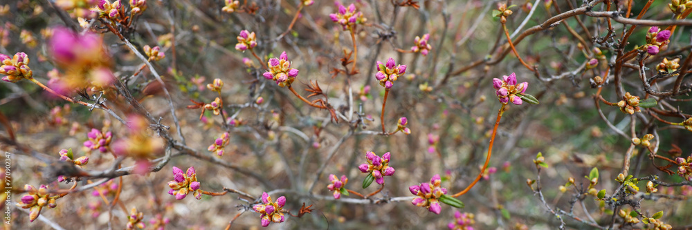 Nature's springtime canvas: blossoming trees adorned with pink blooms, a picturesque botanical display. Nature's springtime canvas: blossoming trees adorned with pink blooms, a picturesque botanical display.