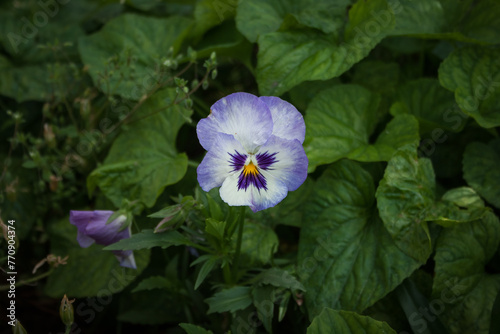 Viola tricolor among the plants in the garden. Small depth of field