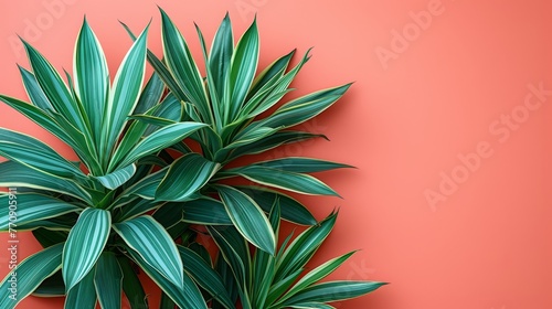   A tight shot of a plant against a pink backdrop A green leafy plant is positioned to the right in the frame