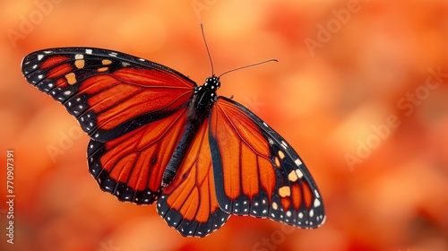   A tight shot of a butterfly in flight against an orange and yellow blurred backdrop © Wall