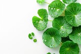 Centella asiatica leaves with rain drop isolated on white background top view