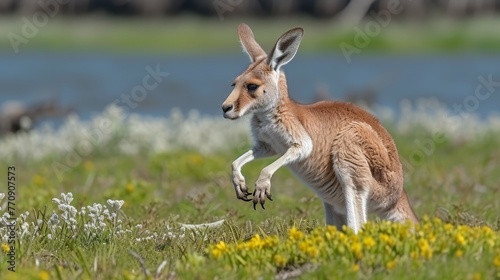  A small kangaroo atop a lush green field, adjacent to a body of water, on a grass-covered expanse