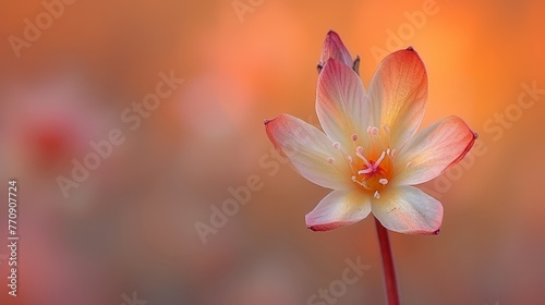  A clear close-up of a flower against a softly blurred background, with a faintly discernible blurred flower image in the backdrop