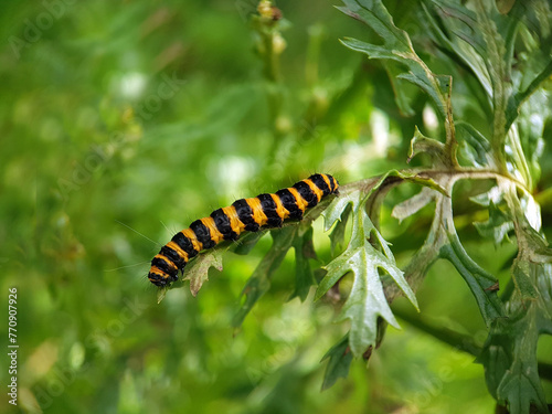 Cinnebar moth caterpillar ragwort macro