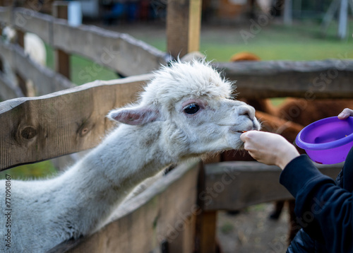 Young woman feeding cute alpaca on a farm