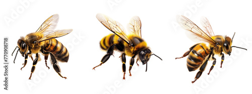 digital simple illustration of an honeybee  Isolated on Transparent Background, cut out. PNG © AndhikaRff