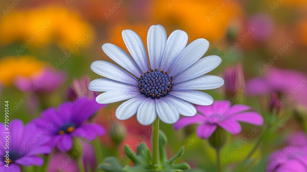 Fototapeta premium A tight shot of a blooming flower among a sea of purple and white blossoms Background softly renders yellow, pink, and purple flowers
