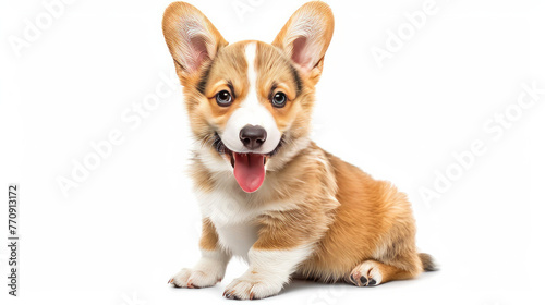 A happy Welsh Corgi puppy