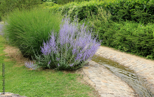 Russian sage in Durbuy, Belgium 