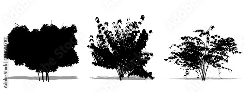 Set or collection of Japanese Maple trees as a black silhouette on white background. Concept or conceptual vector for nature  planet  ecology and conservation  strength  endurance and  beauty