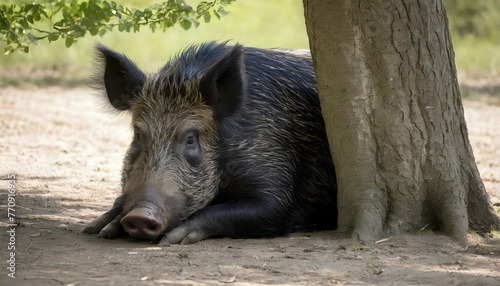 a-boar-resting-under-the-shade-of-a-tree-its-side- 3