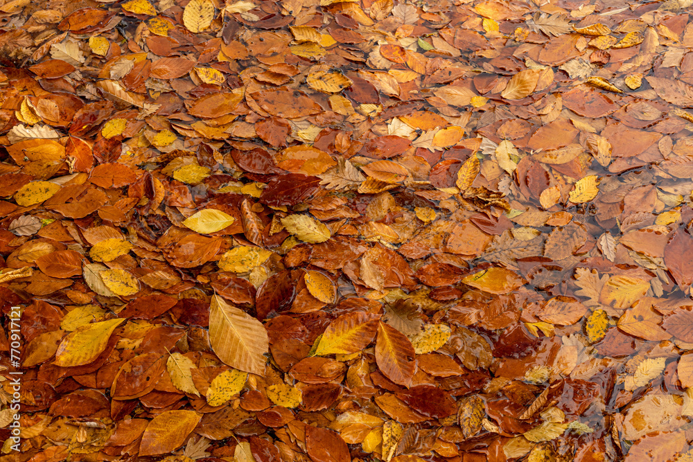Autumn leaves Autumn leaves