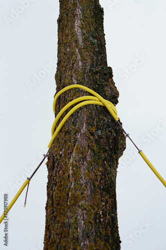 Tree trunk guyed and supported with a yellow tree support cable photo