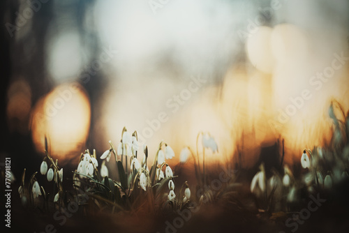 Snowdrops in sunset