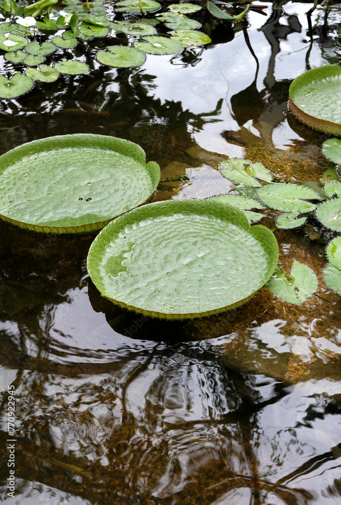 Giant water lily leaf Giant water lily leaf