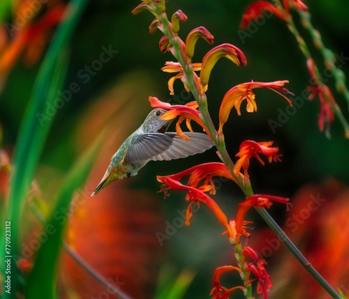 Hungry Hummingbird feeding among the Lucifer Flowers.