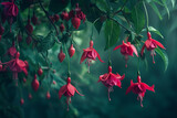 Elegant fuchsia blossoms hanging from slender branches like delicate jewels against a backdrop of deep green foliage.