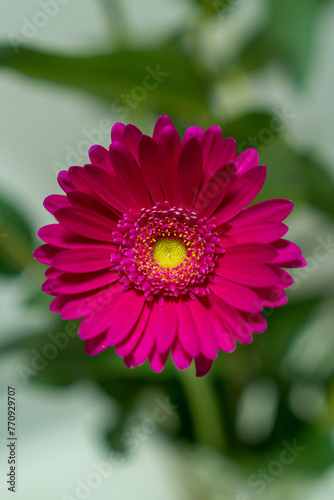 Barberton daisy  Gerbera jamesonii 