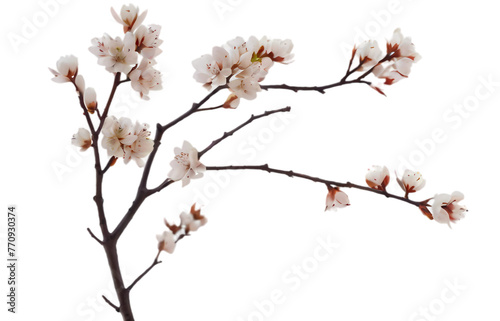 blossom isolated on white transparent background PNG 