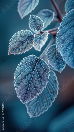 Single Leaf on Blue Background
