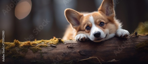 A corgi puppy, a member of the sporting group, is resting on a log in the woods. This carnivorous terrestrial companion dog has whiskers and a tail photo