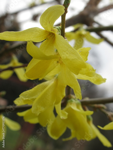 Zbliżenie na żółte kwiaty forsycji