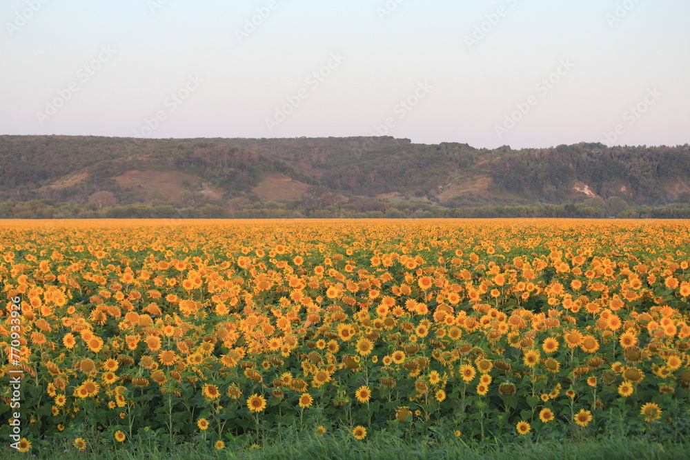 field of yellow sunflowers