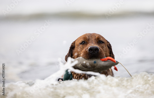 puppy, dog, labrador retriever, retriever, fox red, pet, duck dog, retrieving dog, fox, red, hunter, hunting dog, outdoor, training, retrieve, dog training, labrador, pets, nature, canine, mammal, cut