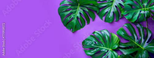 Summer philodendron tropical leaves minimalist concept on vibrant purple background with copy space.
