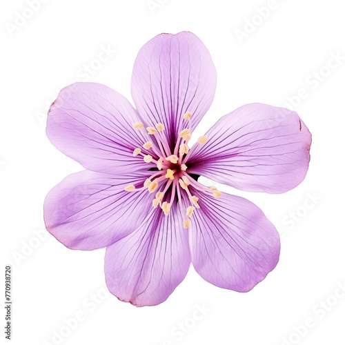 Close-Up of a Delicate Purple Flower in Full Bloom