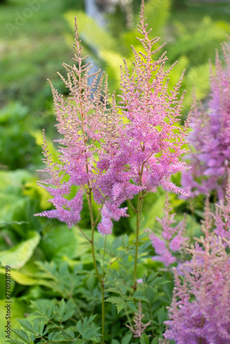Pink astilba plant flowers in the garden