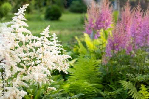 Pink astilba plant flowers in the garden