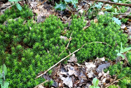 Polytrichastrum formosum, commonly known as the bank haircap moss, belongs to the family Polytrichaceae photo