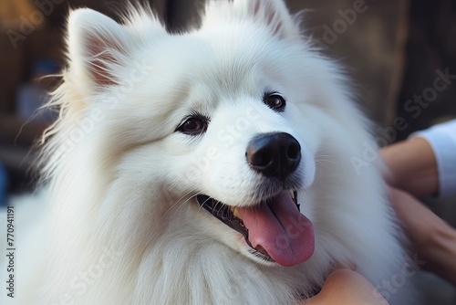 Joyful white fluffy dog portrait, happy pet looking adorable and smiling in a cheerful photo