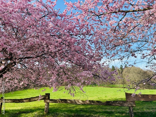a blooming cherry tree with a blue sky	
