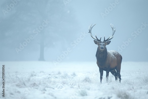 A red deer stands in a winter landscape, surrounded by a field blanketed in snow, A lone stag standing in a snow-covered glade, AI Generated