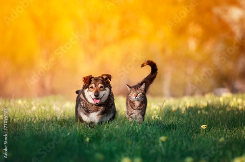 dear friends a striped cat and a cheerful dog are sitting together on a sunny...