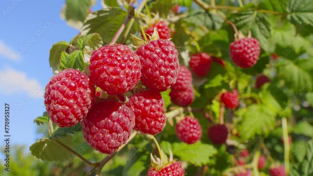 Panorama of a ripe juicy raspberries on the branch on the background of a blue sky. High quality 4k footage Panorama of a ripe juicy raspberries on the branch on the background of a blue sky. High quality 4k footage