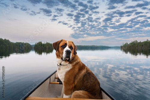 Large Dog Riding in Canoe on Backcountry Lake photo