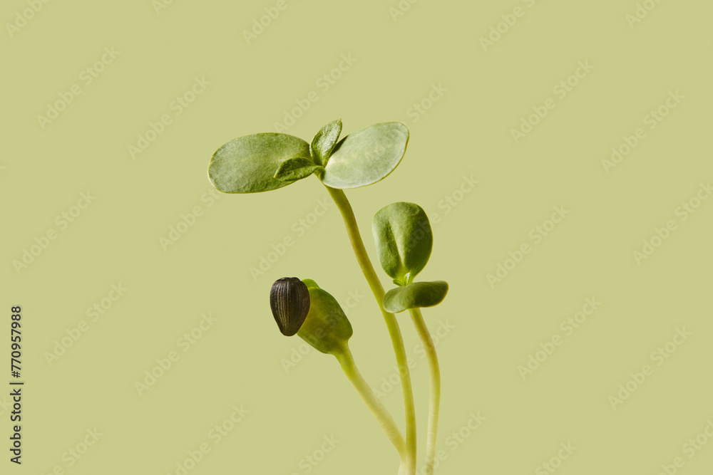 Fresh sunflower microgreen sprouts over light green background Fresh sunflower microgreen sprouts over light green background