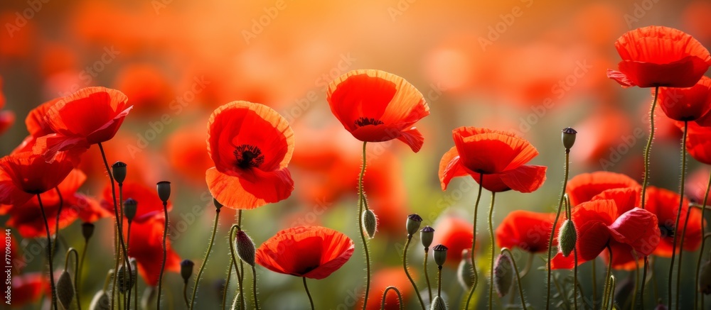 A beautiful field of red poppies, a flowering plant, growing in the grass, creating a stunning natural landscape with vibrant petals A beautiful field of red poppies, a flowering plant, growing in the grass, creating a stunning natural landscape with vibrant petals